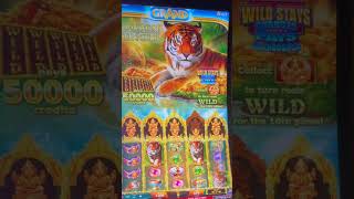 Big Handpay! Golden Jungle Grand nearly a full screen of tigers  #casino #gambling #slots #jackpot screenshot 4