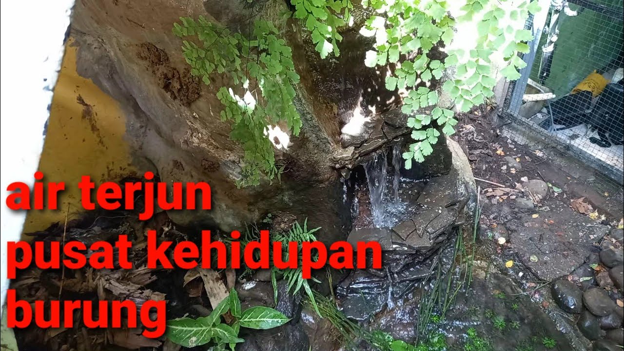 vegetasi baru di aviary (part 1)