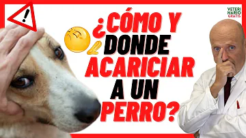 ¿Se debe acariciar a un perro mientras come?