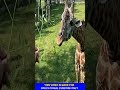 കമ്പി നക്കുന്നു #shorts #trending #facts #ytshorts #youtubeshorts #viral