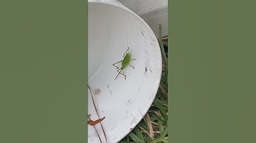 #grasshopper #grasshoppers #insect #bugs