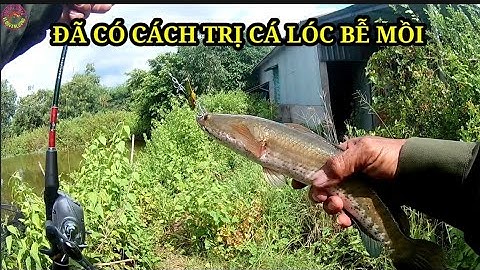 Cách lure trị cá lóc bễ mồi, cá siêu nhát.