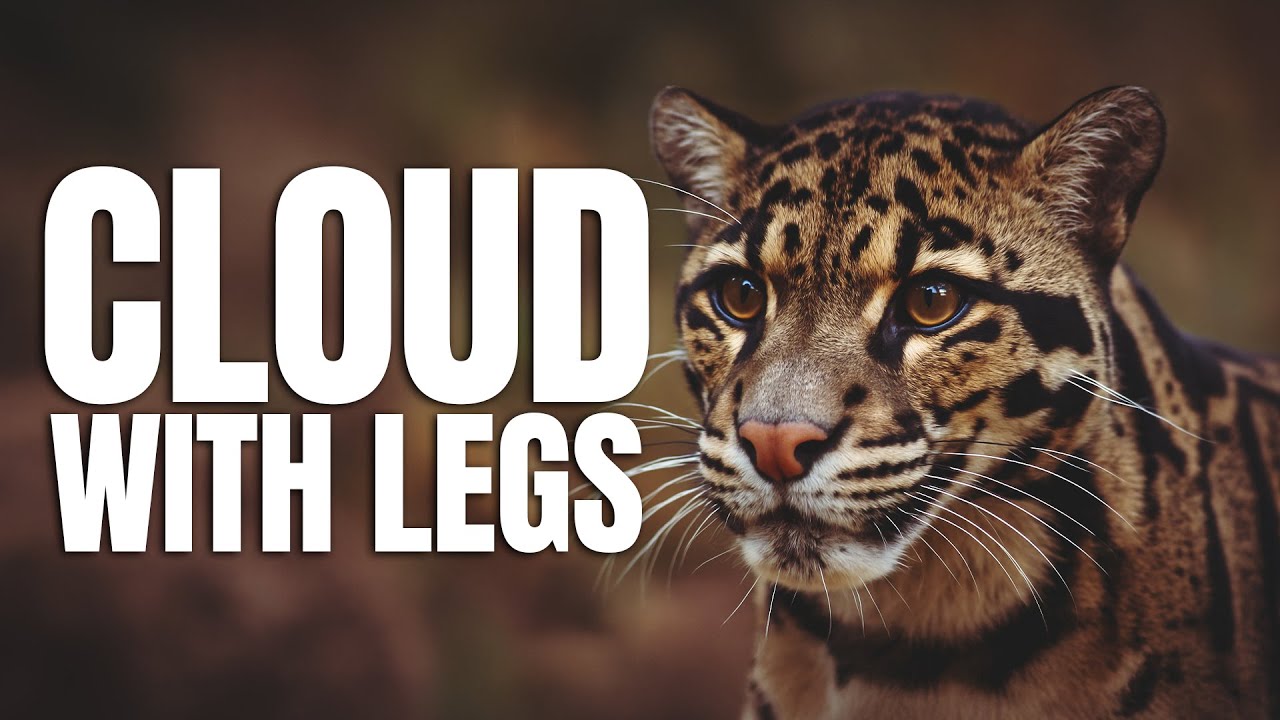 シム・シメール、【THE LITTLE CLOUDED LEOPARD】 Clouded leopard - Jim Zuckerman photography & photo tours