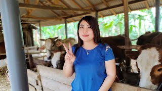 SUASANA DI SORE HARI PARA SAPI DIKANDANG INCES PADA MAKAN