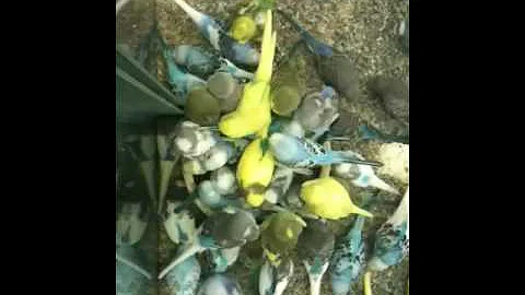 Birds Seeking Food