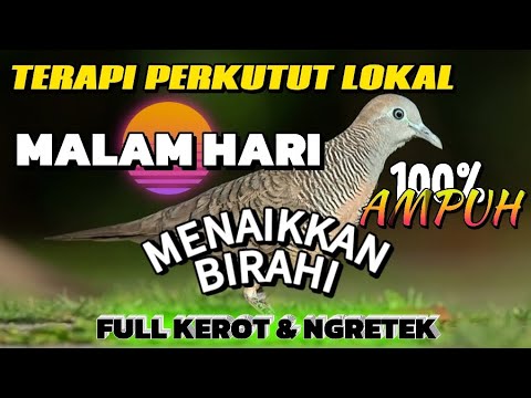Pancingan perkutut | Terapi perkutut malam hari | Menaikkan Birahi \u0026 Mental Perkutut #perkututlokal
