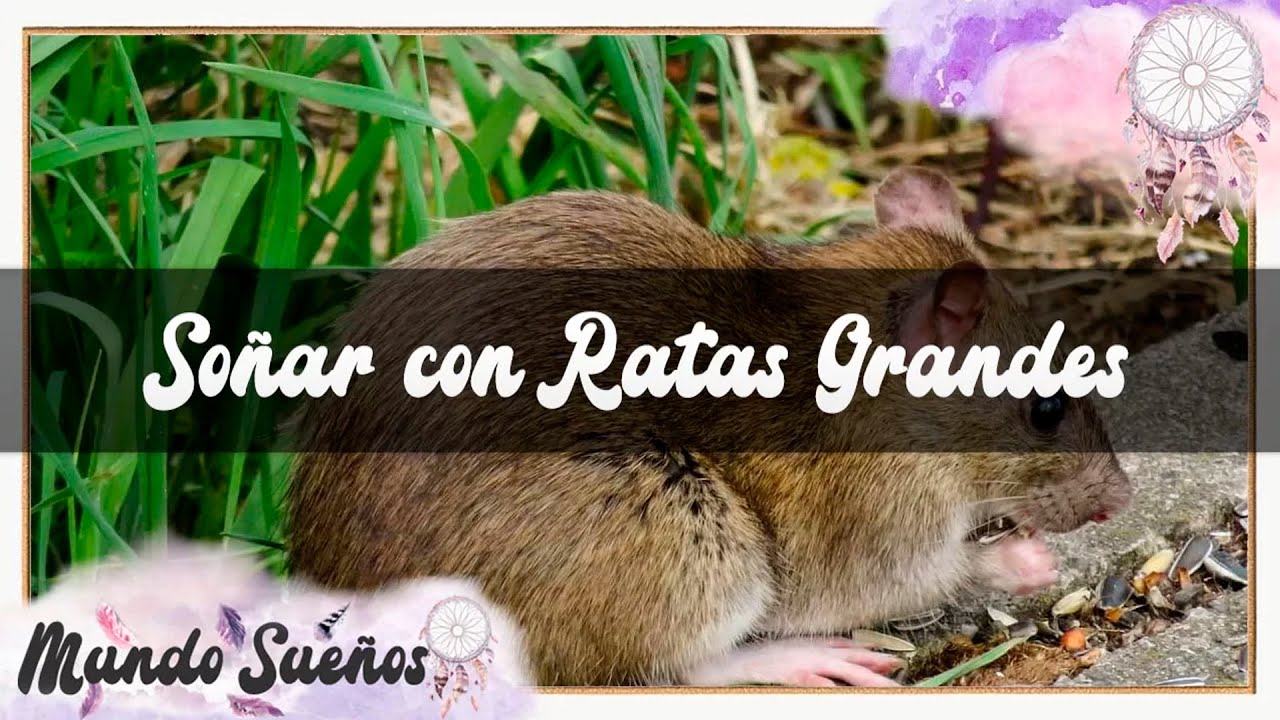 SOÑAR 😴 CON RATAS GRANDES 🐀 QUE SIGNIFICA SOÑAR CON RATAS GRANDES 🐁