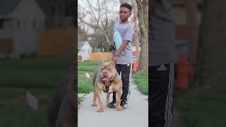 Al Capone The American Bully, We The Best