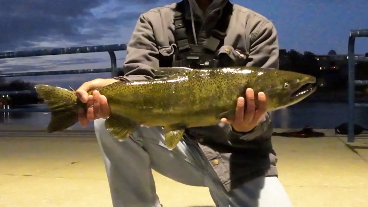 river bank fishing for michigan tributary trout