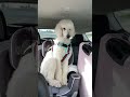 My poodles 10 different haircuts