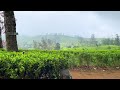 #BeautifulDestinations #SriLanka #TeaPlantation