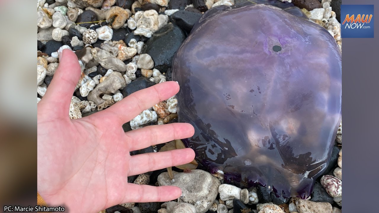 Moon jelly found off Maui is big, but common and non-threatening : Maui Now