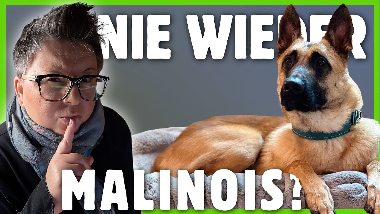 Malinois I Warum der Belgische Schäferhund NICHTS für Anfänger ist!