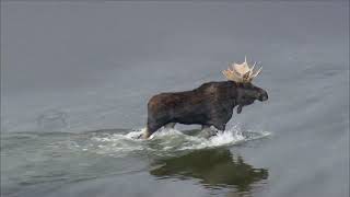 Moose Research Video