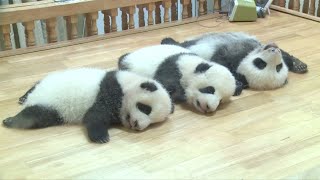 Three panda cubs born during epidemic celebrate first Children's Day