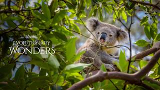 Evolutionary Wonders Season 1 Trailer | Australian Geographic