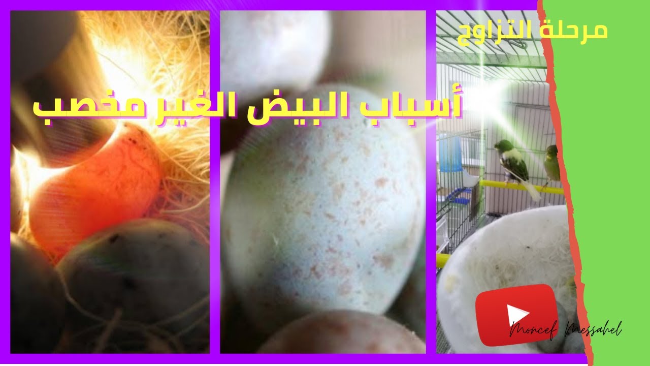 أسباب عدم تلقيح البيض 75% الذكر و 25% الأنثى