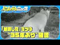 【“35年ぶり”確認】「絶滅した」と言われていた場所で… 自治体のレッドリスト登録も…千葉市