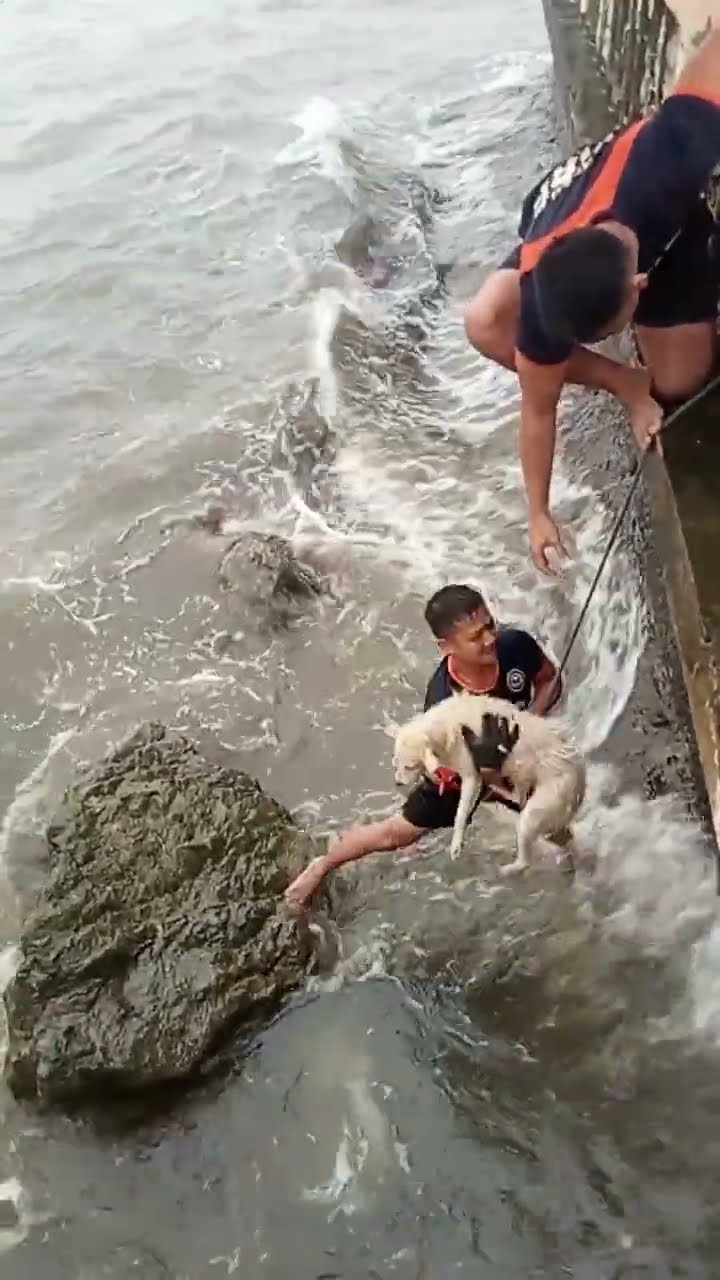 Guys Rescue Dog Trapped on Rocky Shore || ViralHog