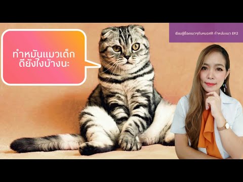 ลูกแมวอายุ 5 - 6เดือน ทำหมันอายุนี้ดีที่สุด/เรื่องแมวๆกับหมอศศิ ทำหมันแมว EP.2