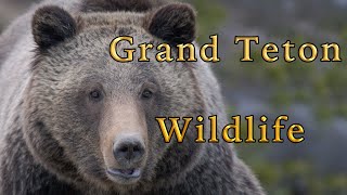 Filming Wildlife In Grand Teton National Park!