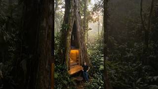 Nobody Believed a Modern Home Could Exist Inside This Massive Jungle Tree