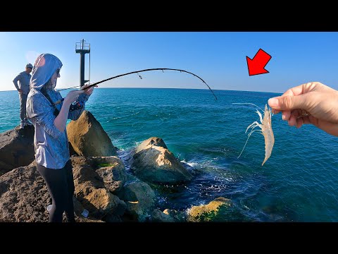 This Why You Use *LIVE SHRIMP* At The JETTY!