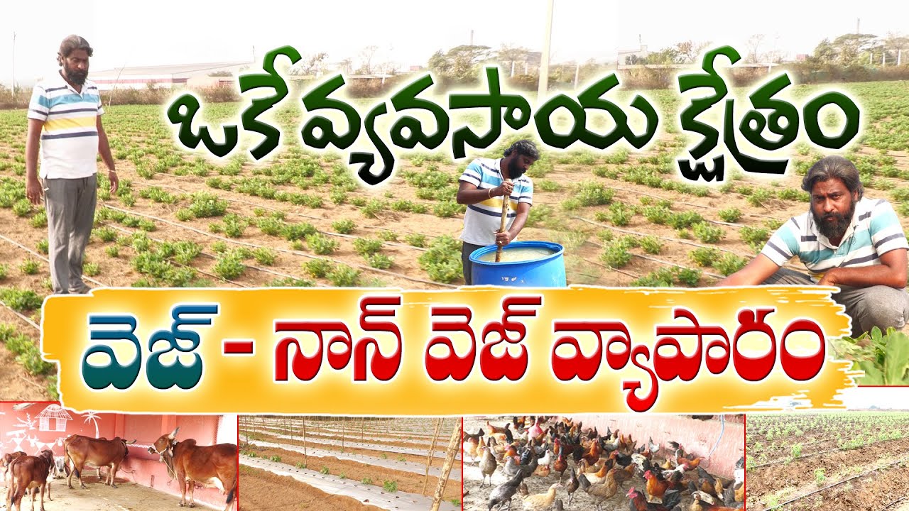 От овощей к мясу на одной ферме | Выгодное сельское хозяйство | Виджай