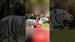 Capybara u Mai Bo Bng H Kim Cng capybara