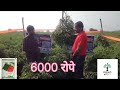 हे नाही बघणार तर काय बघणार.........कलश सीड्स, जालना मिरची :- तलवार.....शेतकरी बंधूची प्रतिक्रिया..