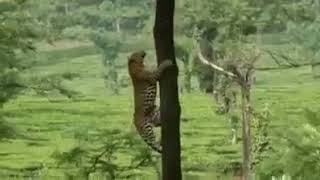 El Magnifico Yaguarete