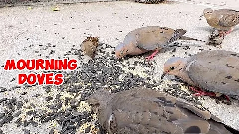 MOURNING DOVES AND HOUSE SPARROW EATING SUNFLOWER AND MILLET SEEDS