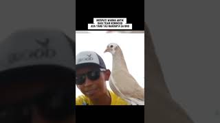 Download Lagu MERPATI WARNA ANTIK DARI TEAM KENWOOD#merpati #merpatikolonganbebas #pigeon #fyp#merpatikolongan MP3