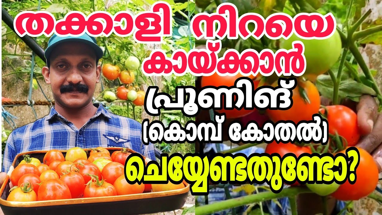 തക്കാളി നിറയെ കായ്ക്കാൻ പ്രൂണിങ്(കൊമ്പ്കോതൽ) ചെയ്യാം|How to prune tomato plants for maximum yield|