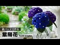 花結びの紫陽花(あじさい)の作り方/hydrangea #1 はじめてのエコクラフト・クラフトバンド/編んで作る夏の簡単インテリア