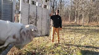 Ram sheep are ready to meet the ladies!