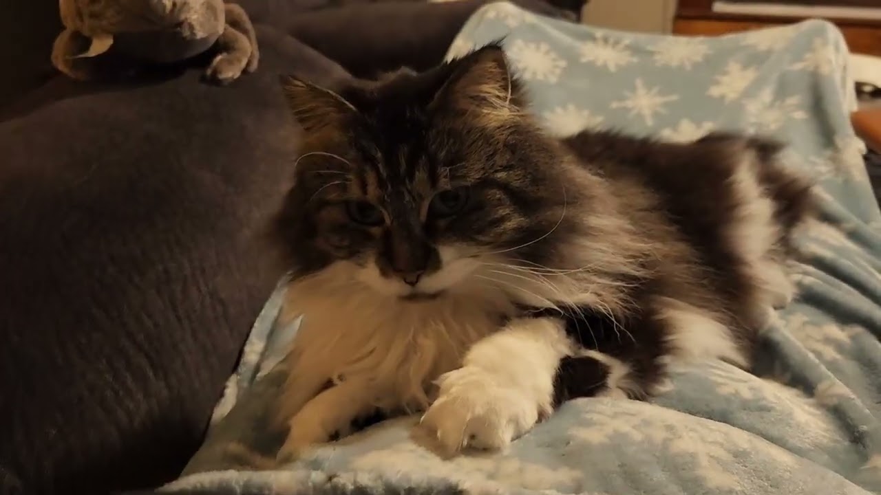 Dolly kitten playing 