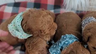 F1b Mini Golden Doodle C Male puppies are available for adoption.
