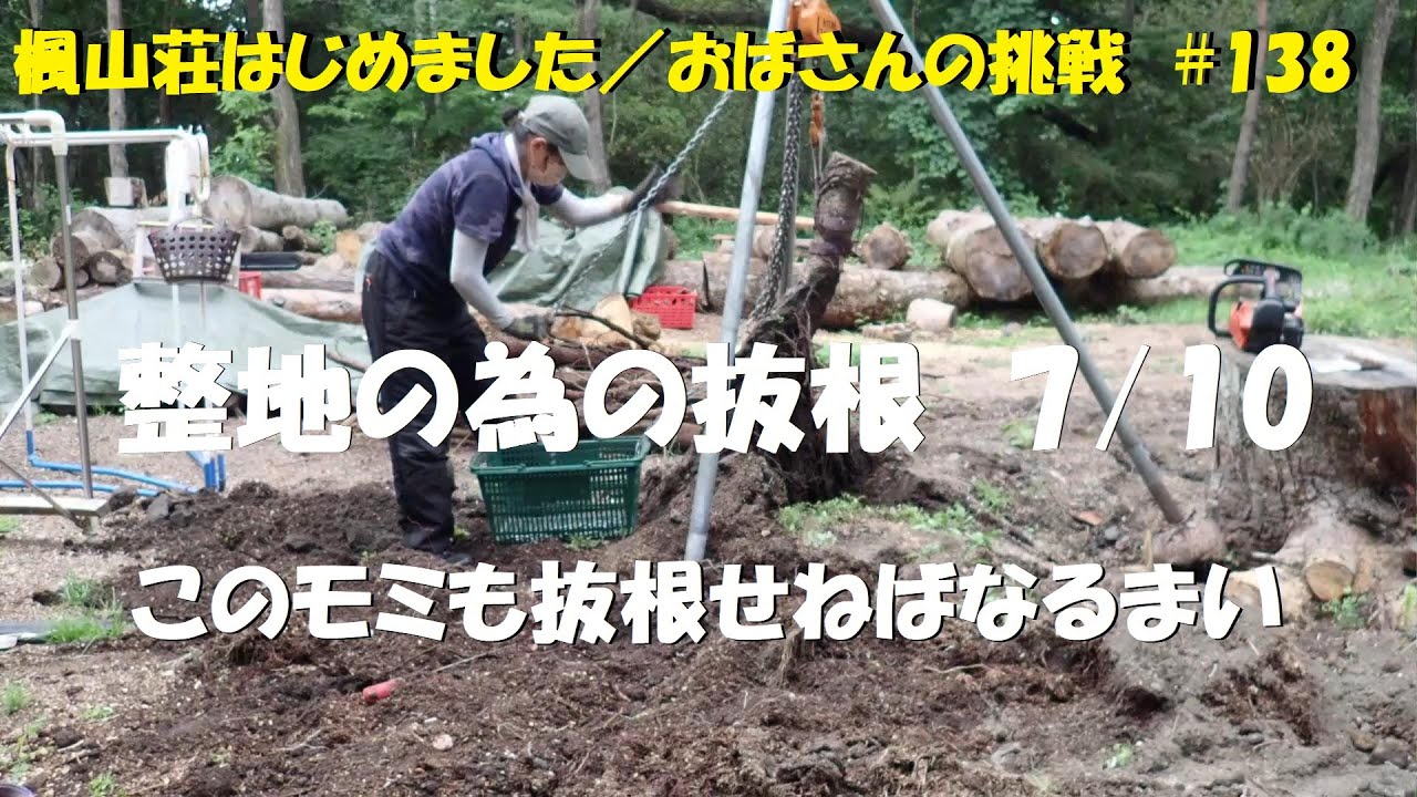 ＃１３８　整地の為の抜根　7/10　／　やっぱりこのモミも抜根せねばなるまい^^;