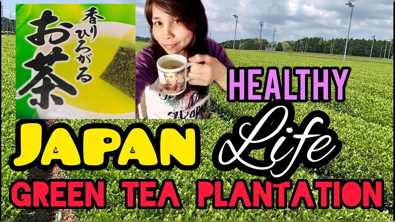 GREEN TEA PLANTATION IN JAPANALONG THE ROAD YouTube