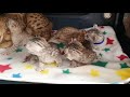 Cheyenne's Ocicat kittens 2 weeks old の動画、YouTube動画。