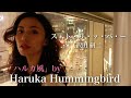 沢田研二/ス・ト・リ・ッ・パ・ー/Haruka Hummingbird 【ハルカ風カヴァー】