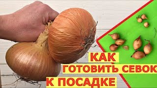 видео: Вырастить КРУПНЫЙ ЛУК, какой севок выбрать? ПОДГОТОВКА севка к посадке картинка: Вырастить КРУПНЫЙ ЛУК, какой севок выбрать? ПОДГОТОВКА севка к посадке