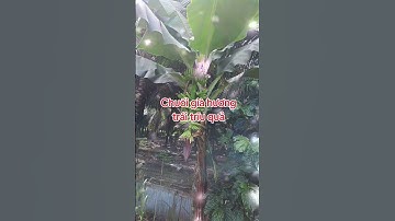 Về quê cắm câu Trồng rau Nuôi ốc growing vegetables and raising snails
