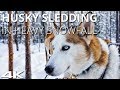 Husky Sledding in Levi, Finland - HEAVY SNOW - Gopro Hero7 - 4K 60fps