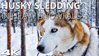 Husky Sledding in Levi, Finland  HEAVY SNOW  Gopro Hero7  4K 60fps