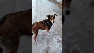 Perrito guía de turismo. Estancia La Carmen, Tierra del Fuego. #guia #turismoargentino #perrito