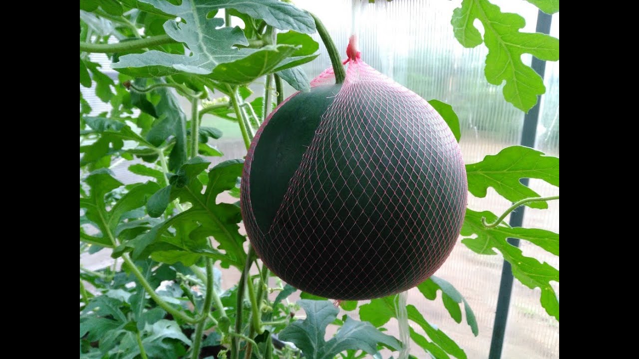 Арбуз Огонёк. Результат посадки в теплице на севере.
