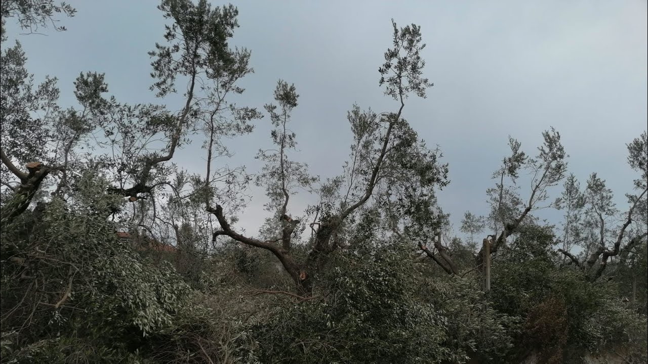 RIFORMA OLIVETO DICOTOMICO A VASO POLICONICO 