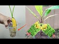 Amazing skill how to grow banana tree from banana fruit  100 real